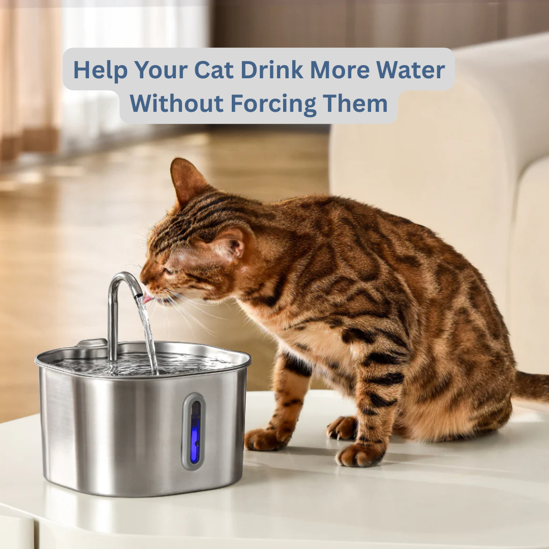 AquaVital™ Fountain 2.0