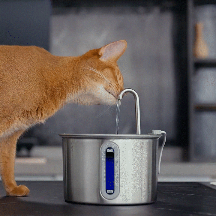 Your Cat’s Daily Hydration Journey